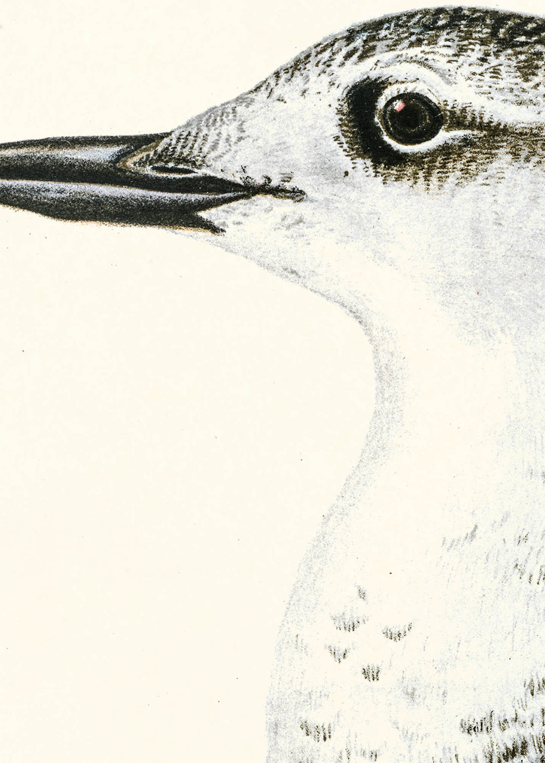 Fågeln Tobisgrissla, ung på klassisk vintage poster/affisch
