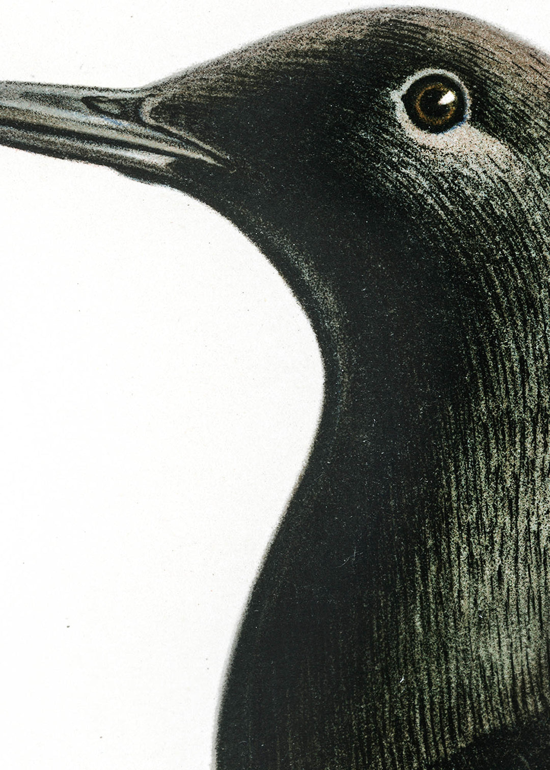 Fågeln Tobisgrissla på klassisk vintage poster/affisch