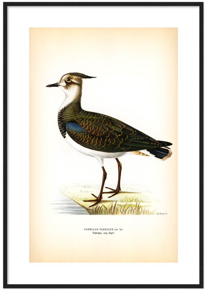 Fågeln Tofsvipa, ung på klassisk vintage poster/affisch