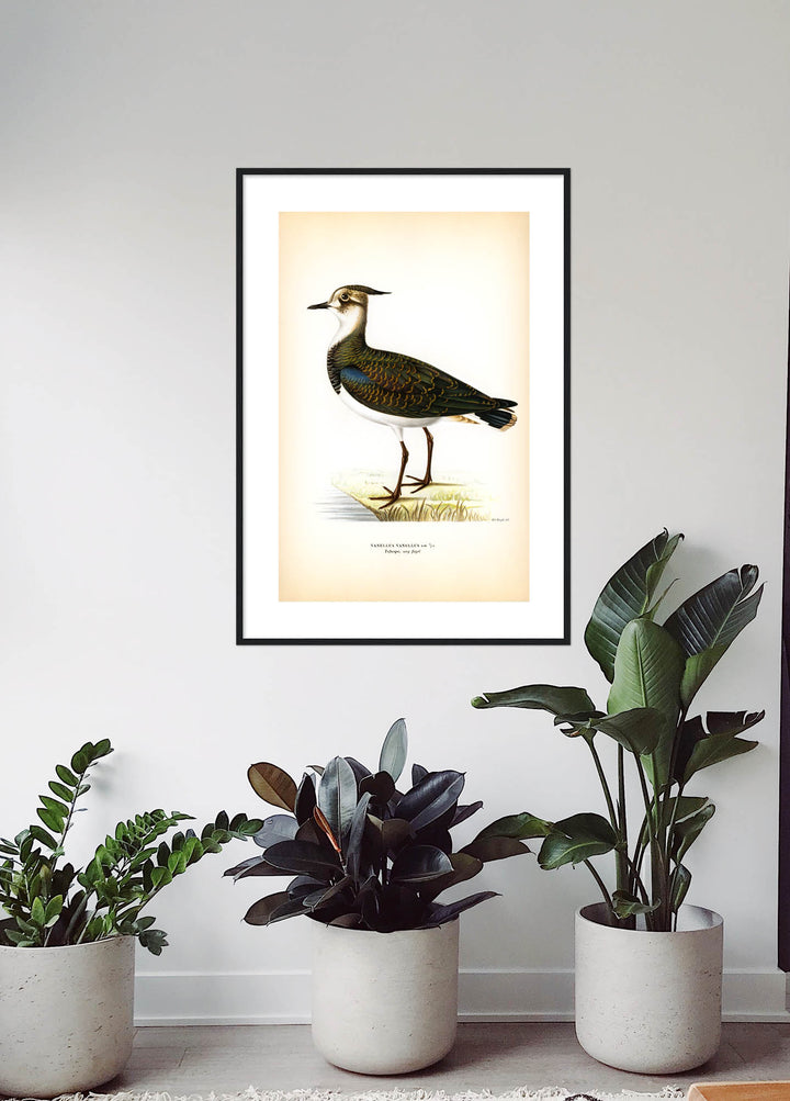 Fågeln Tofsvipa, ung på klassisk vintage poster/affisch