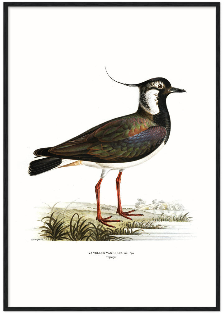 Fågeln Tofsvipa på klassisk vintage poster/affisch