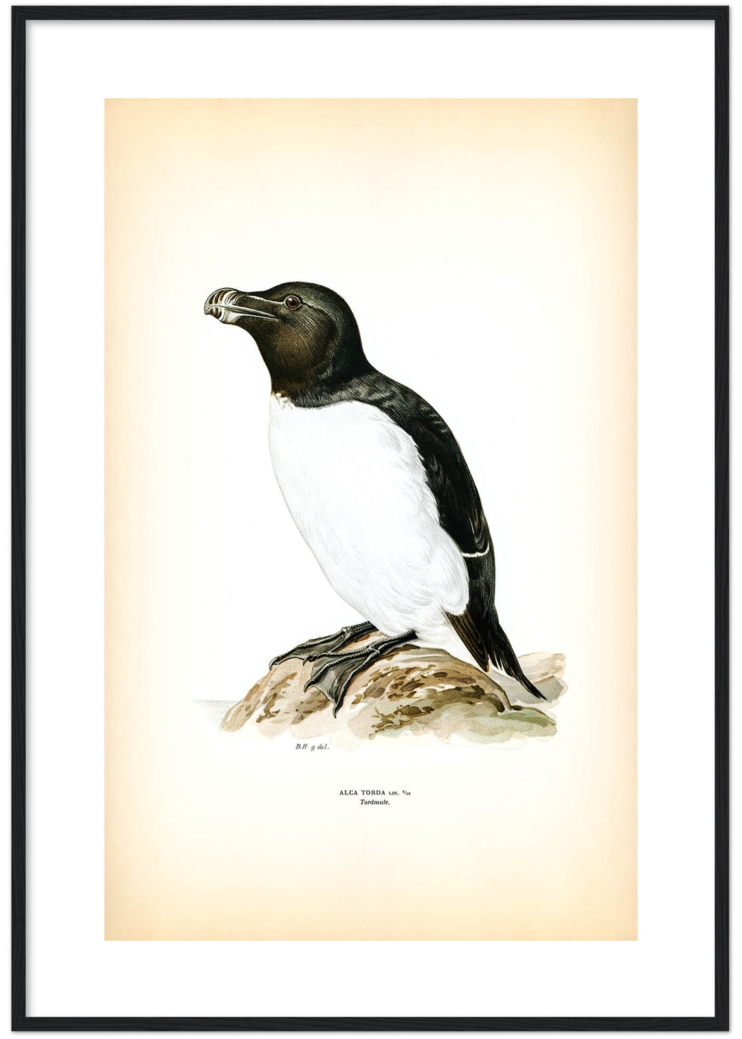 Fågeln Tordmule på klassisk vintage poster/affisch