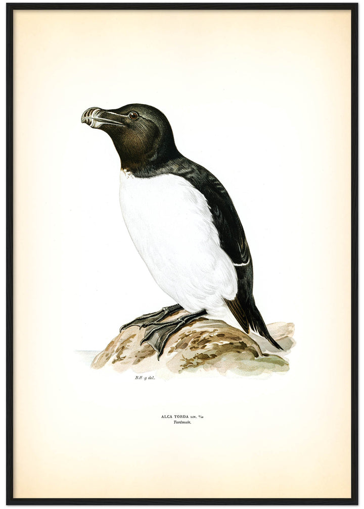 Fågeln Tordmule på klassisk vintage poster/affisch