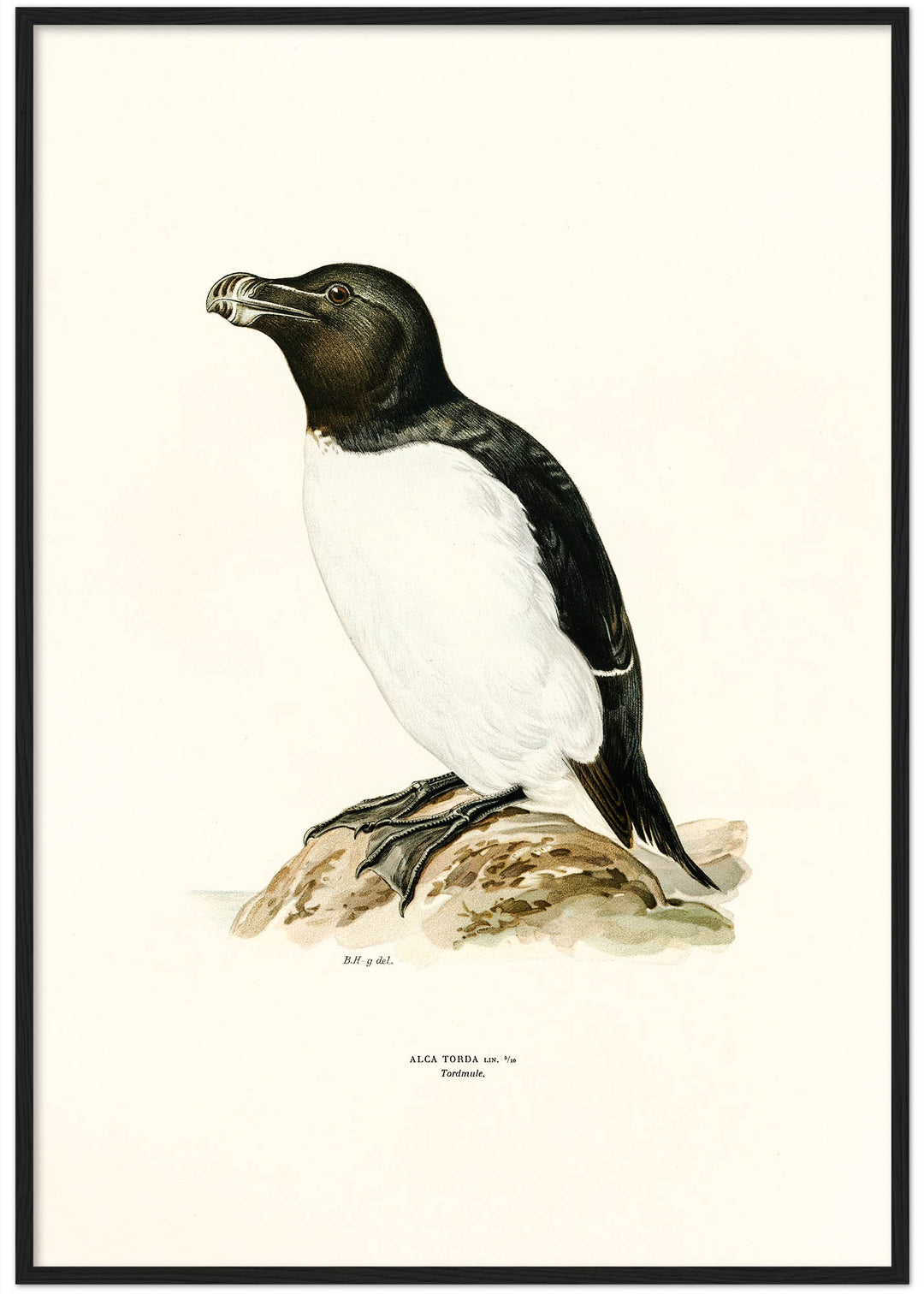 Fågeln Tordmule på klassisk vintage poster/affisch