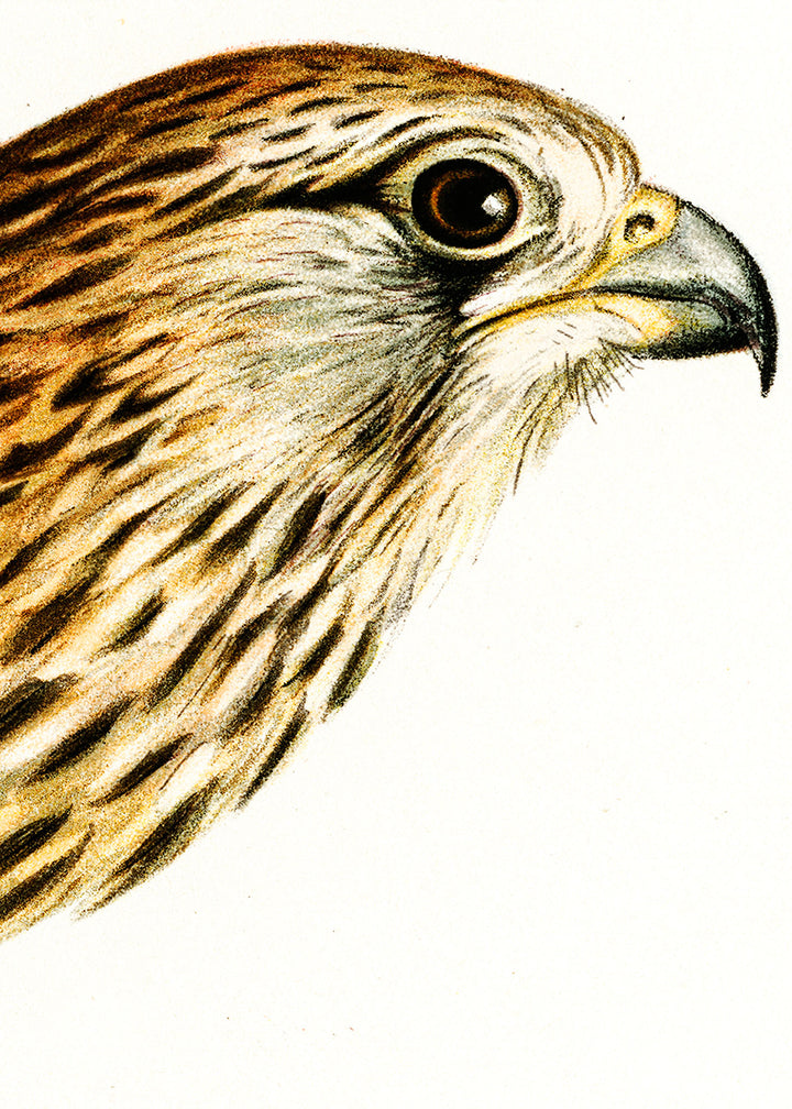 Fågeln Tornfalk på klassisk vintage poster/affisch