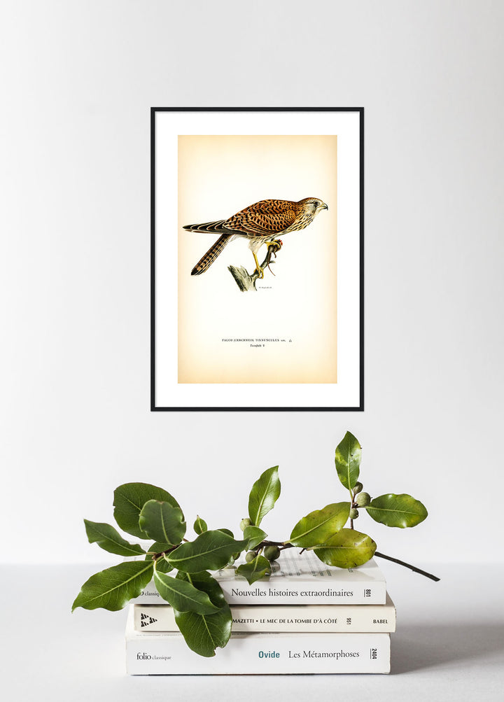 Fågeln Tornfalk på klassisk vintage poster/affisch
