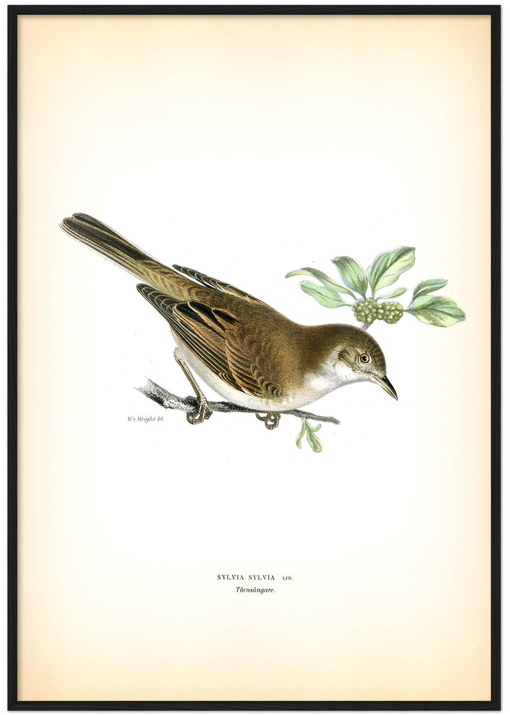Fågeln Törnsångare på klassisk vintage poster/affisch