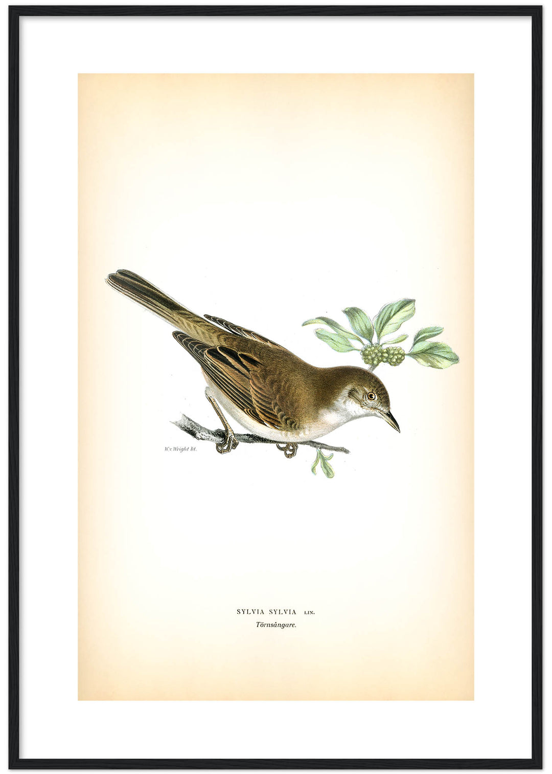 Fågeln Törnsångare på klassisk vintage poster/affisch