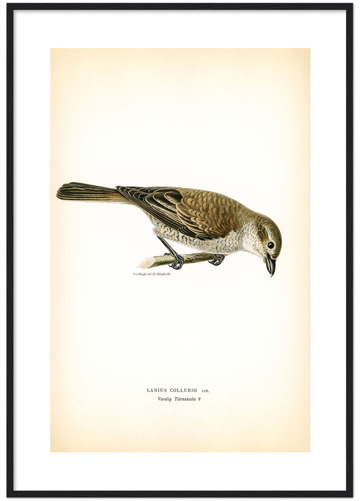 Fågeln Vanlig törnskata på klassisk vintage poster/affisch