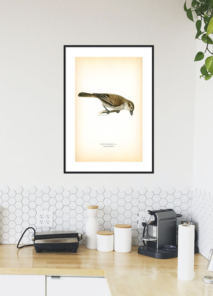 Fågeln Vanlig törnskata på klassisk vintage poster/affisch