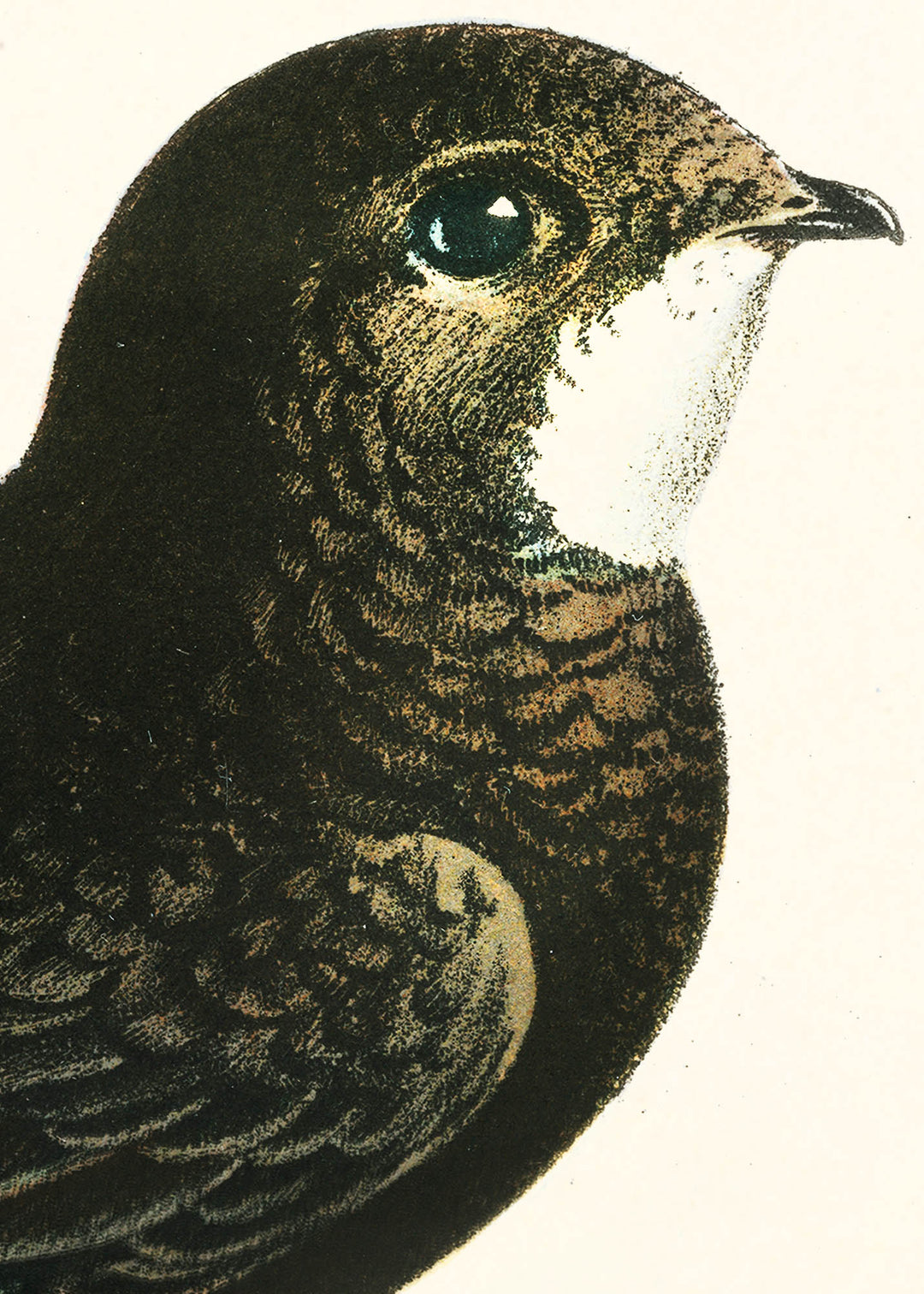 Fågeln Tornsvala på klassisk vintage poster/affisch