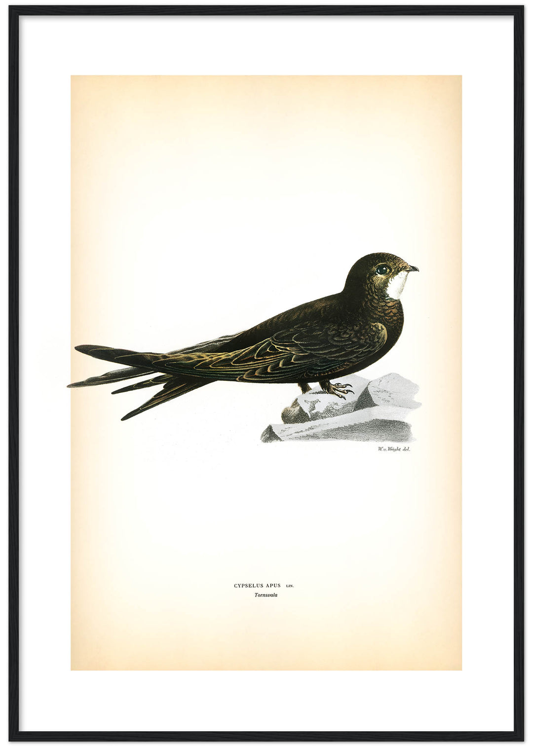 Fågeln Tornsvala på klassisk vintage poster/affisch