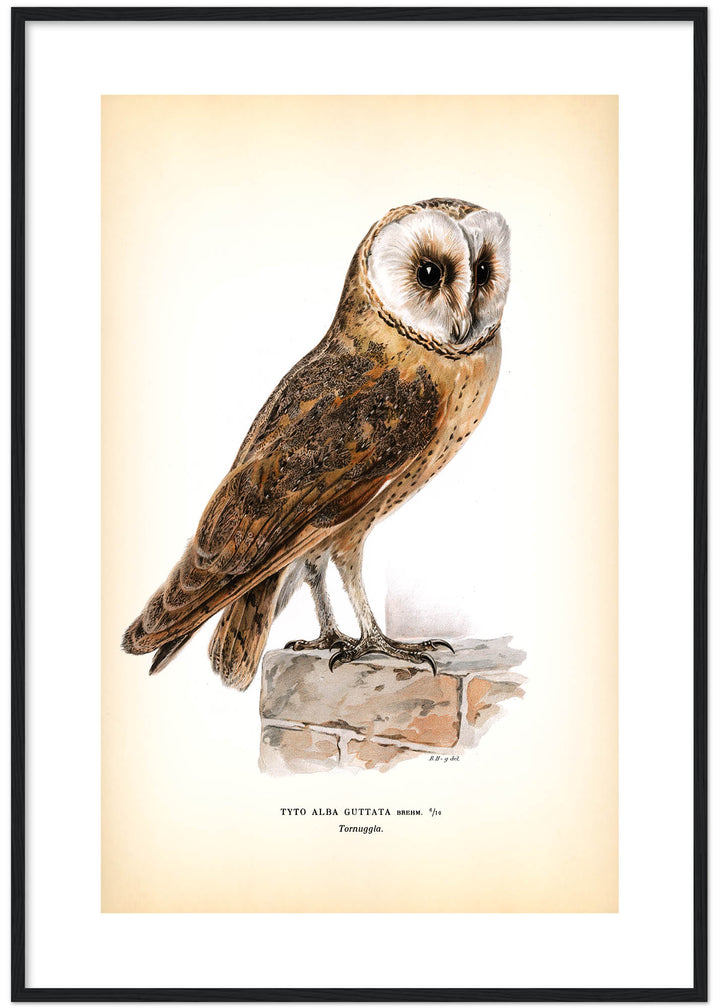 Fågeln Tornuggla på klassisk vintage poster/affisch