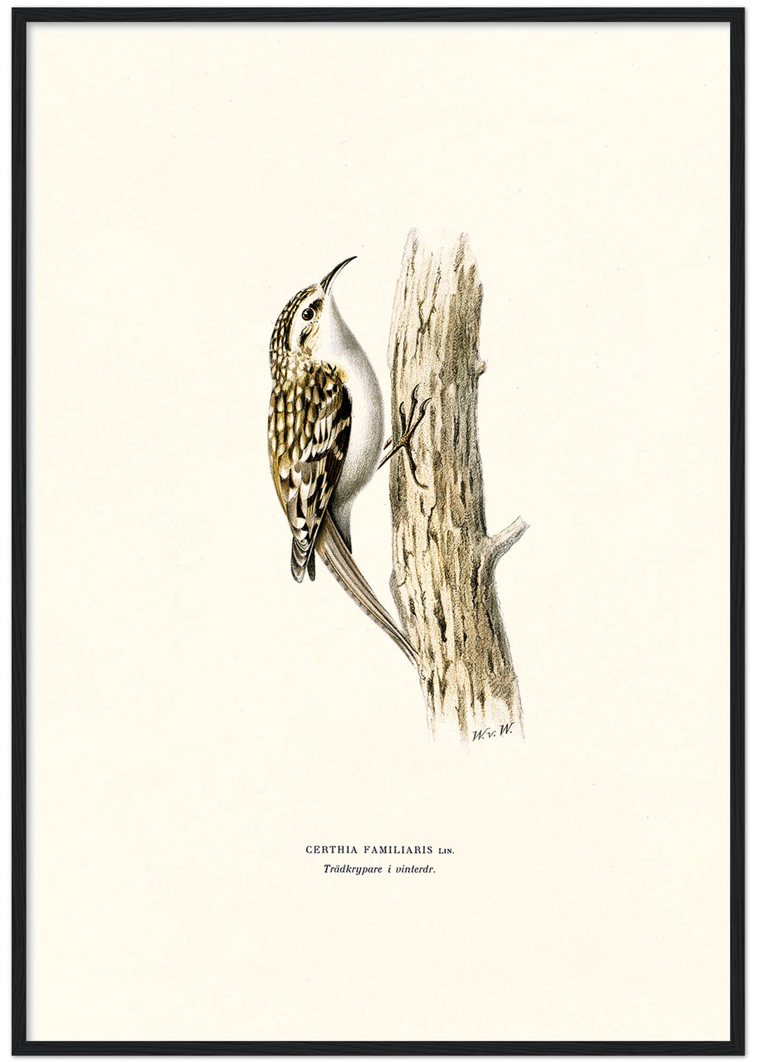 Fågeln Trädkrypare på klassisk vintage poster/affisch