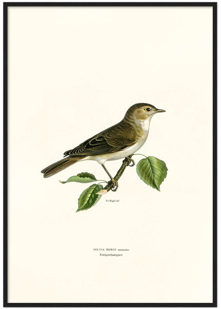 Fågeln Trädgårdssångare på klassisk vintage poster/affisch