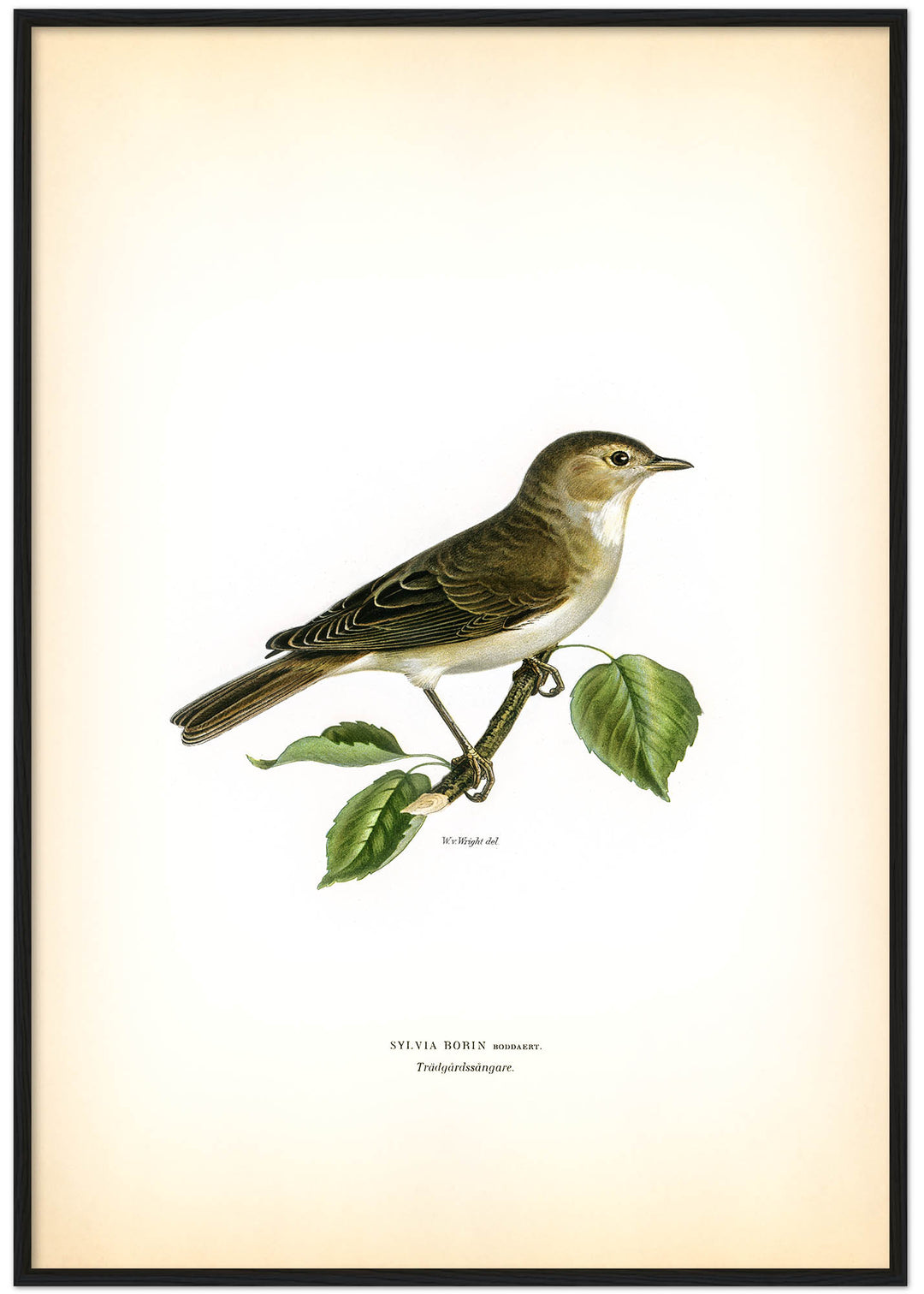 Fågeln Trädgårdssångare på klassisk vintage poster/affisch