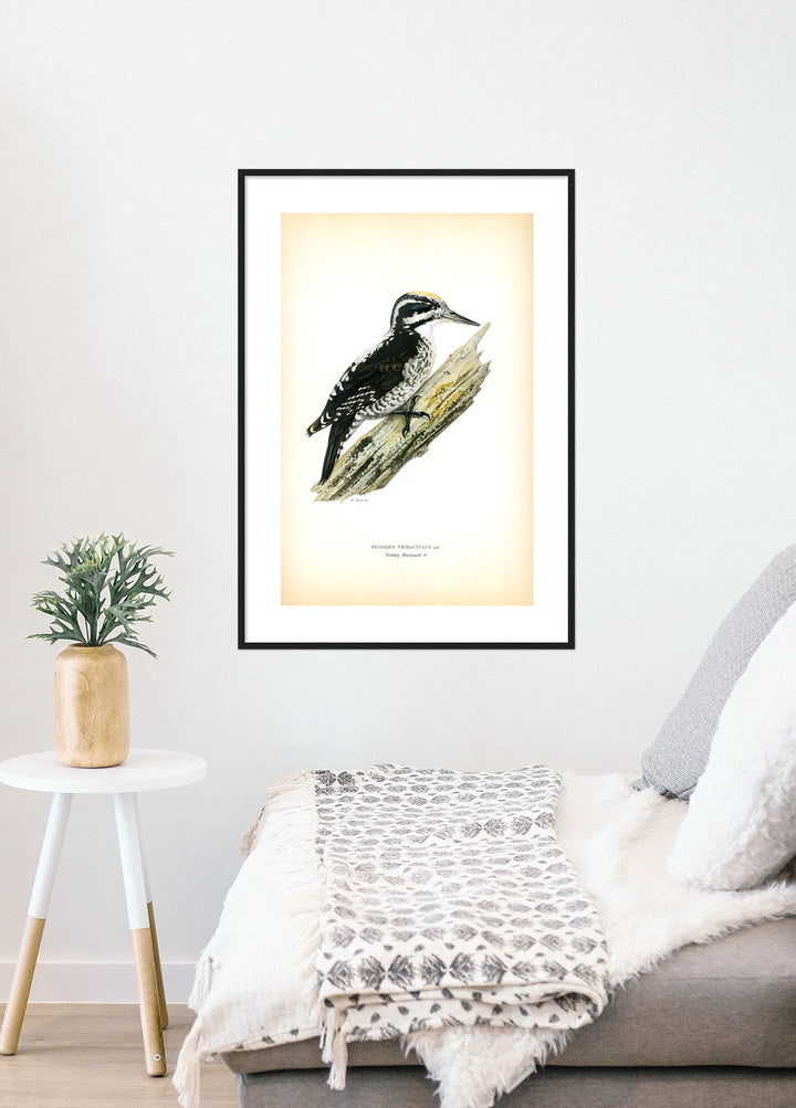 Fågeln Tretåig hackspett på klassisk vintage poster/affisch