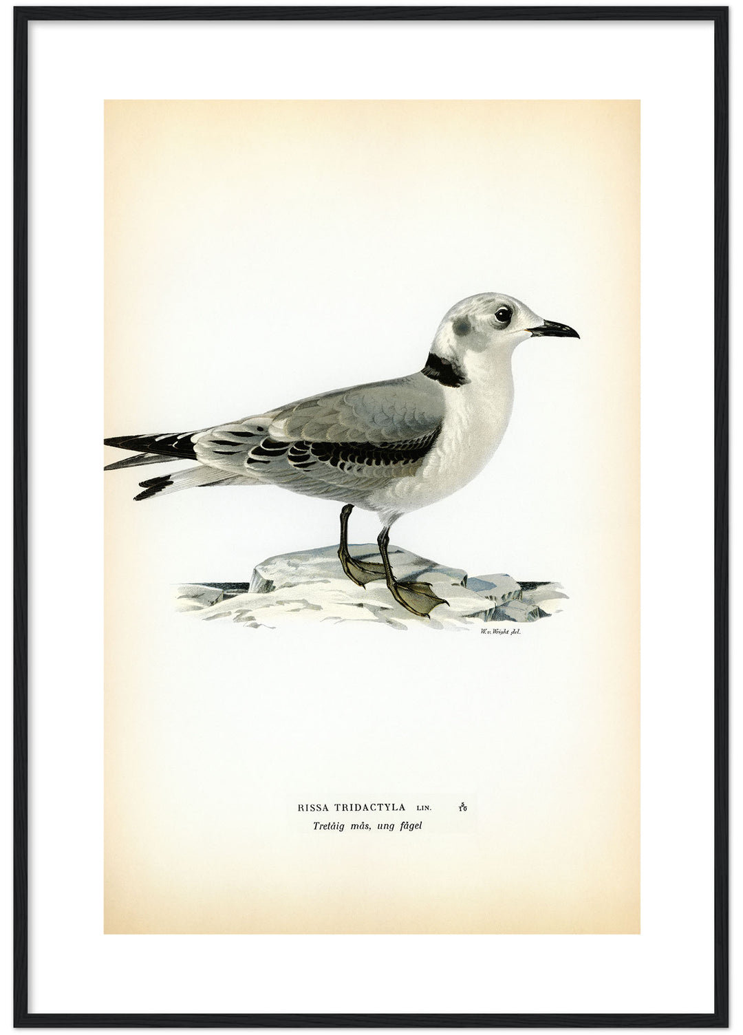 Fågeln Tretåig mås, ung på klassisk vintage poster/affisch