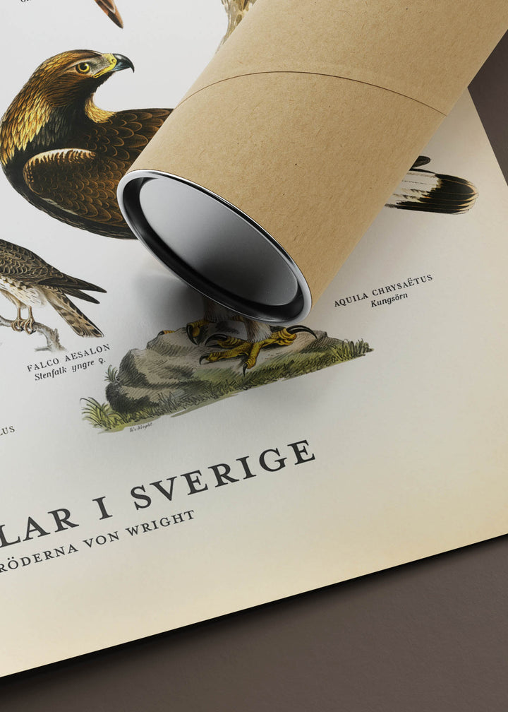 Rovfåglar i Sverige