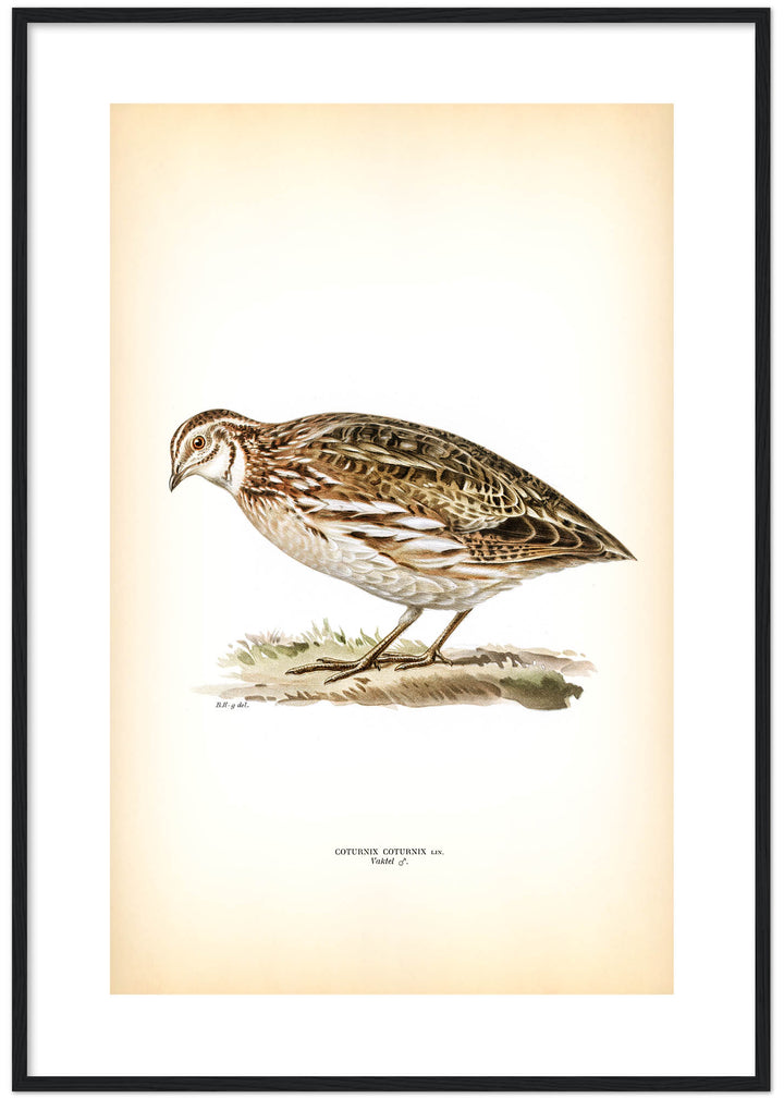 Fågeln Vaktel på klassisk vintage poster/affisch