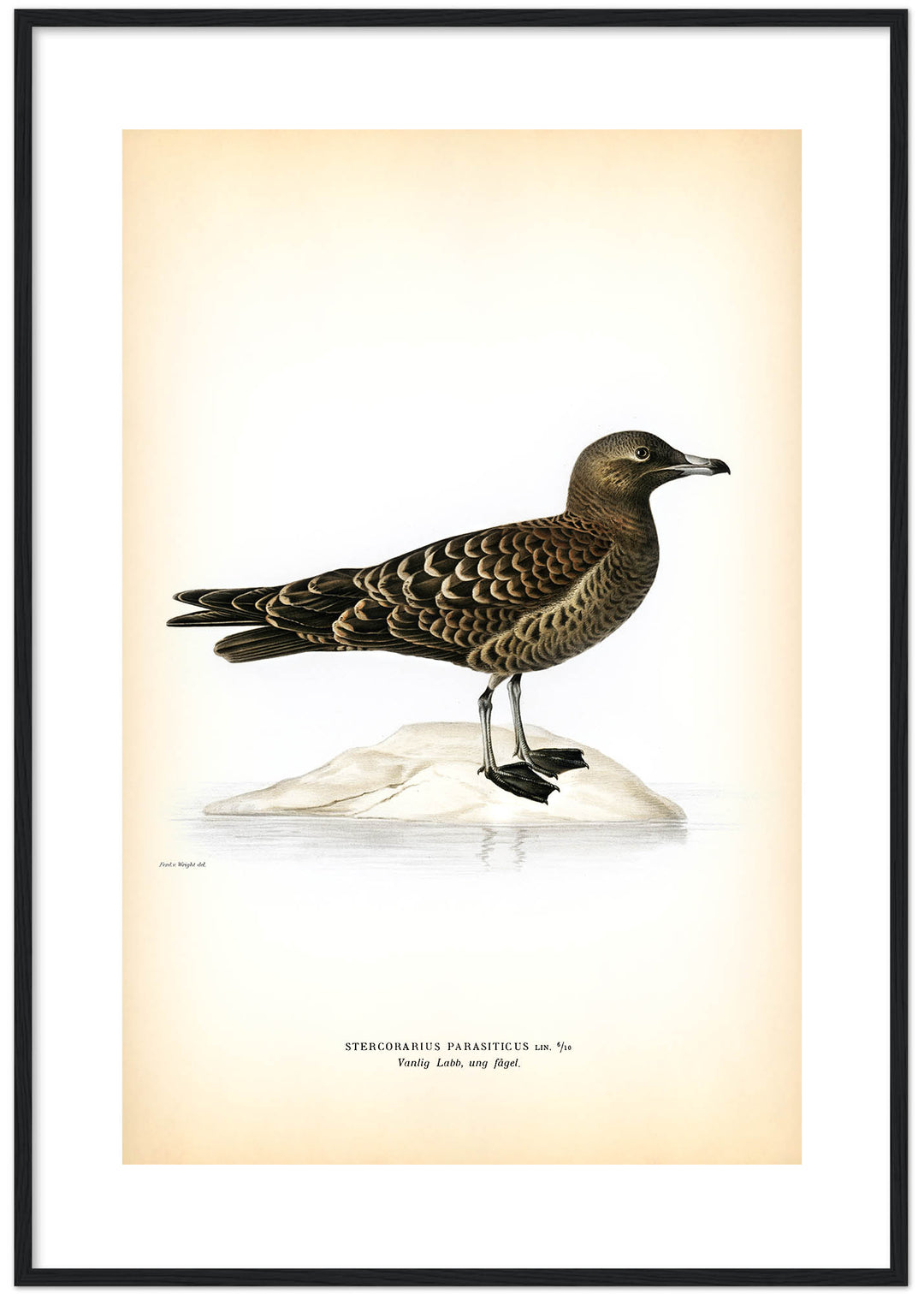 Fågeln Vanlig labb, ung på klassisk vintage poster/affisch