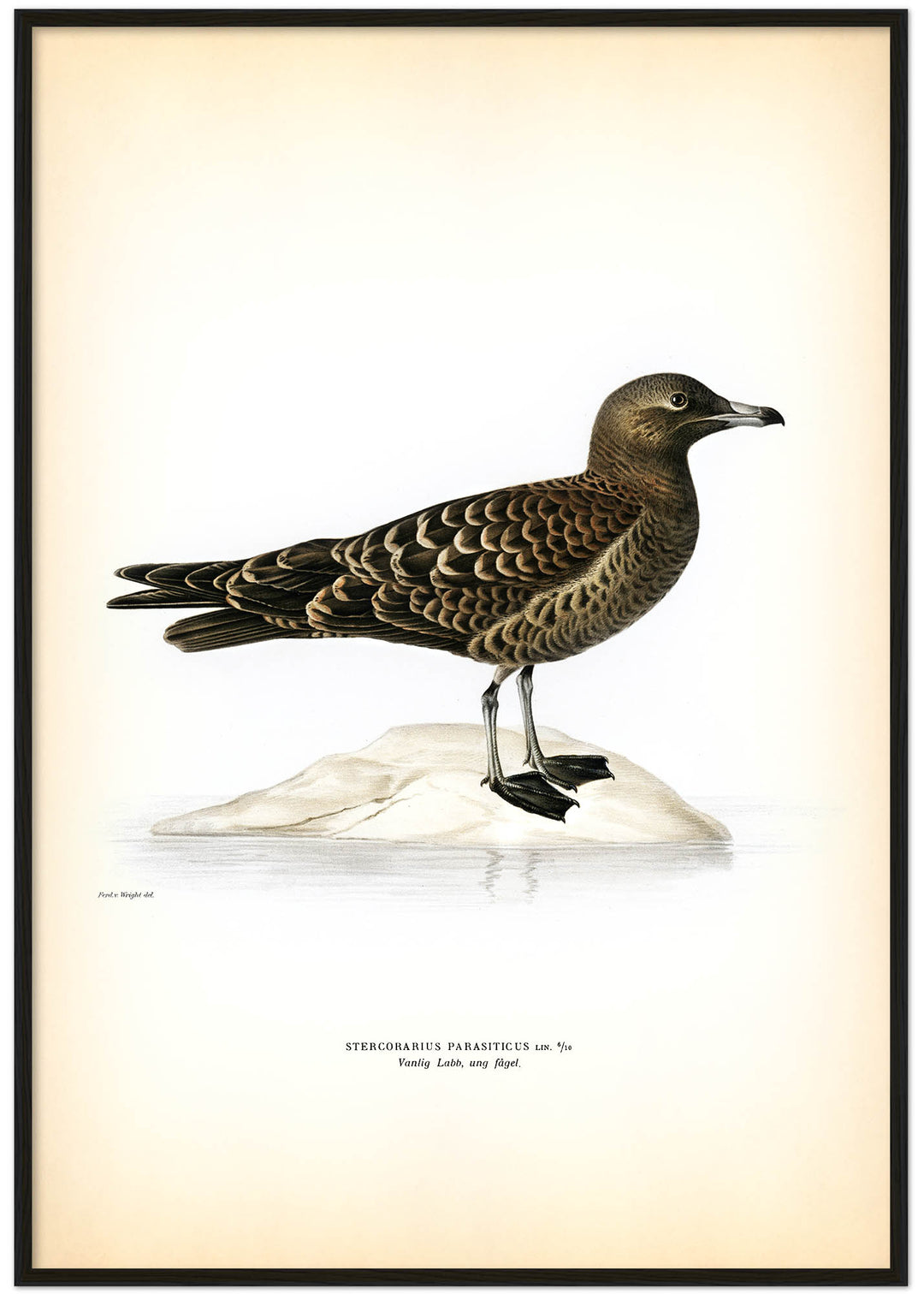 Fågeln Vanlig labb, ung på klassisk vintage poster/affisch