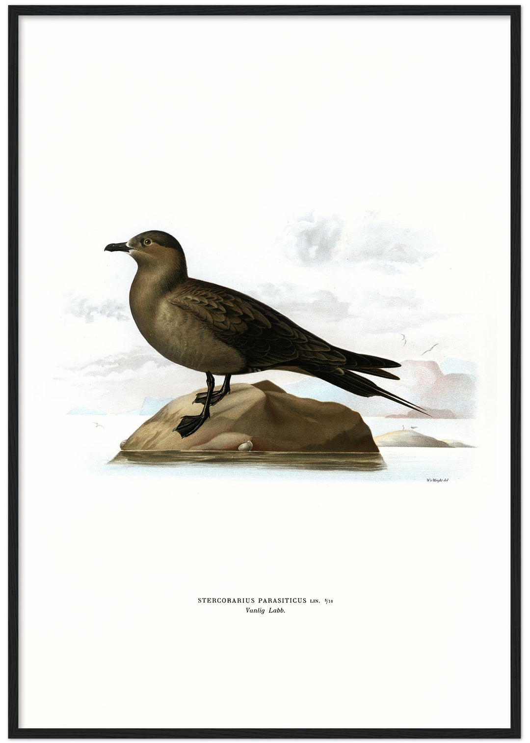 Fågeln Vanlig labb på klassisk vintage poster/affisch