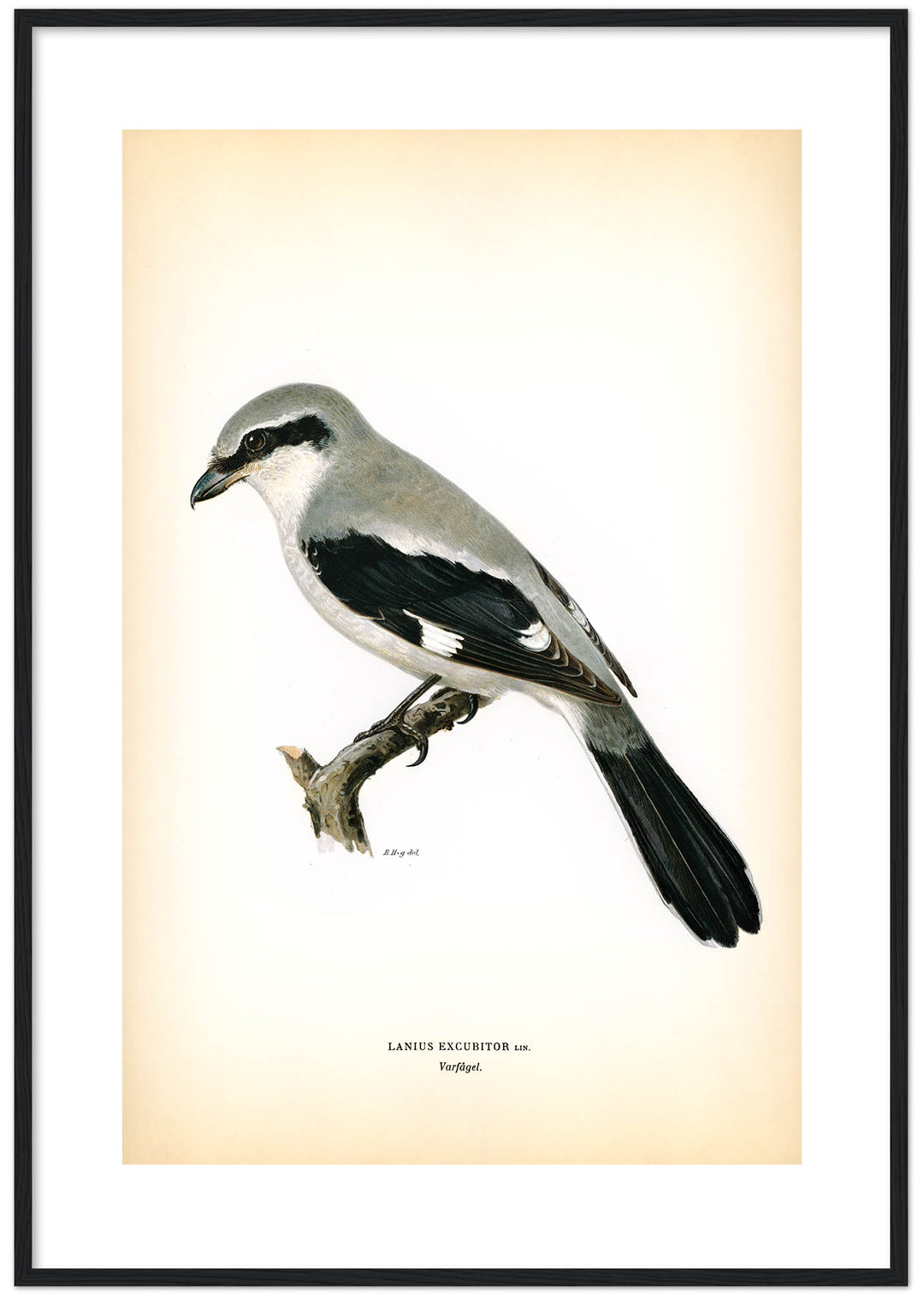 Fågeln Varfågel på klassisk vintage poster/affisch