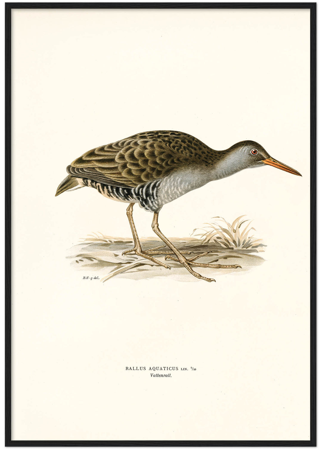 Fågeln Vattenrall på klassisk vintage poster/affisch