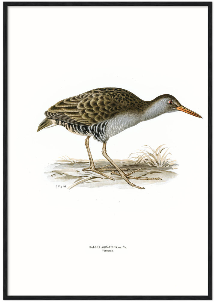 Fågeln Vattenrall på klassisk vintage poster/affisch