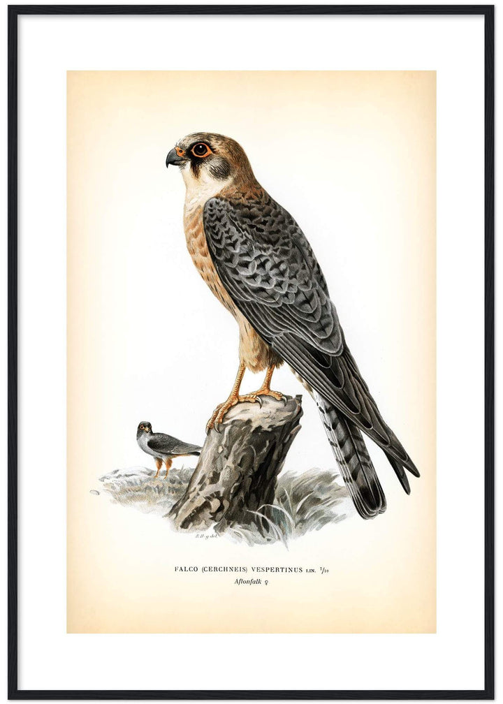 Fågeln Aftonfalk på klassisk vintage poster/affisch