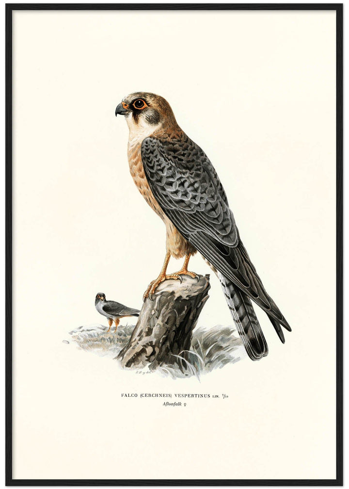 Fågeln Aftonfalk på klassisk vintage poster/affisch