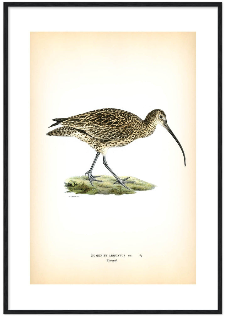 Fågeln Storspov på klassisk vintage poster/affisch