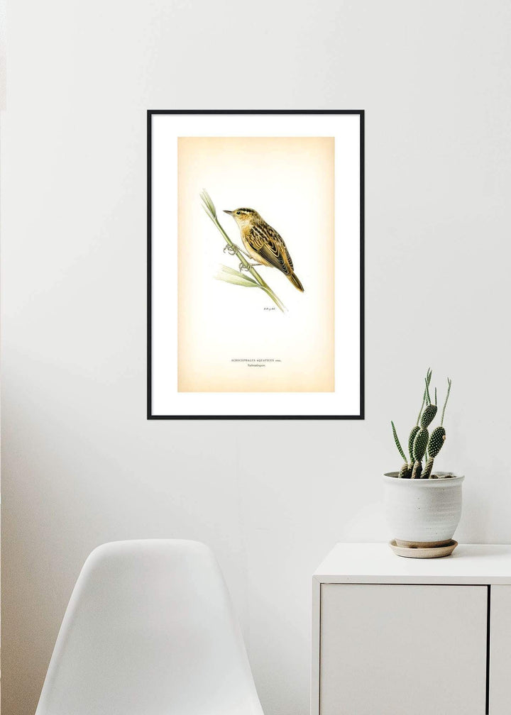 Fågeln Vattensångare på klassisk vintage poster/affisch