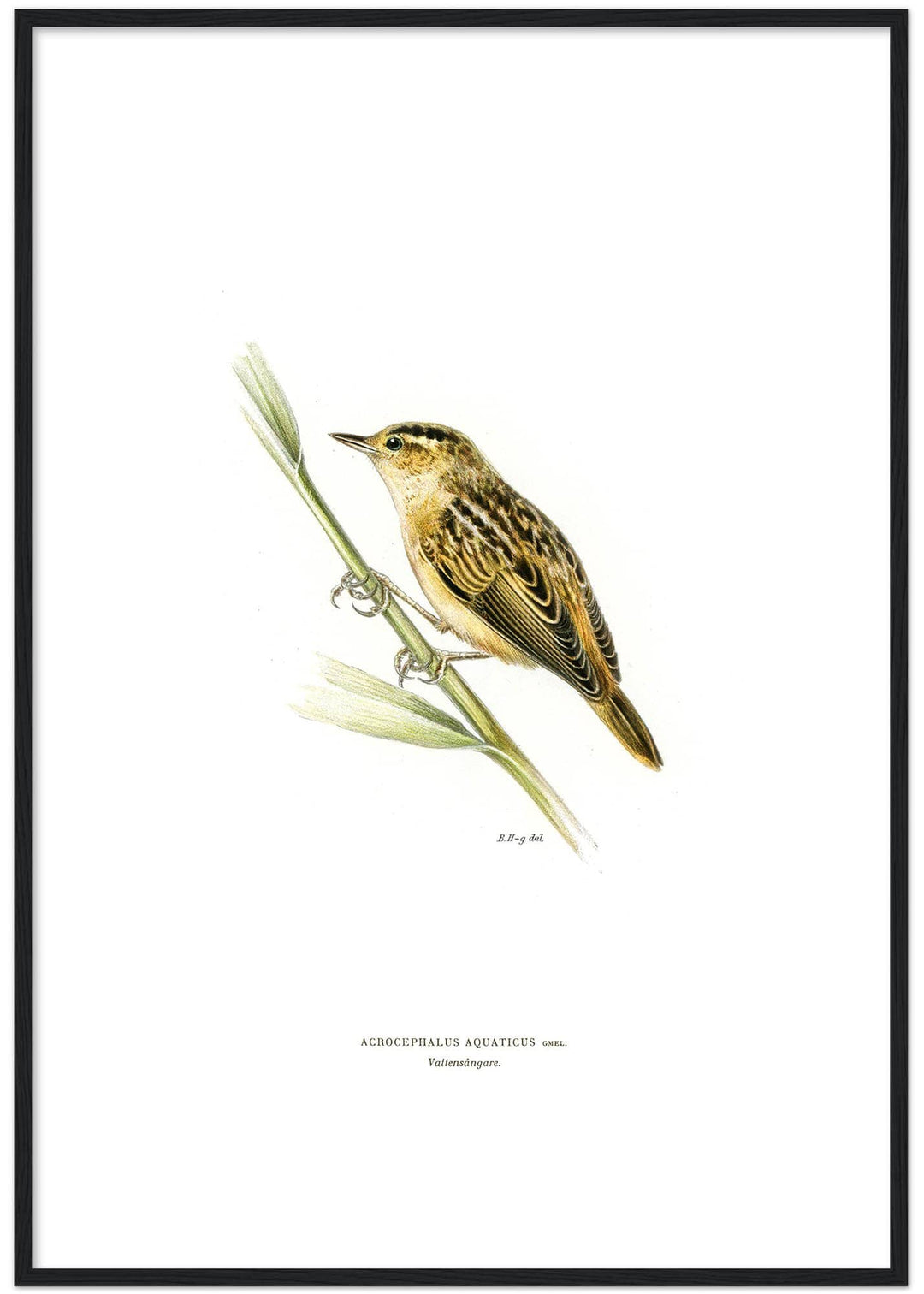 Fågeln Vattensångare på klassisk vintage poster/affisch