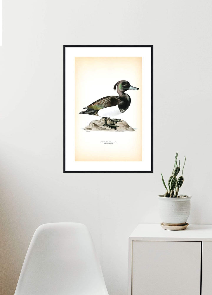 Fågeln Vigg på klassisk vintage poster/affisch