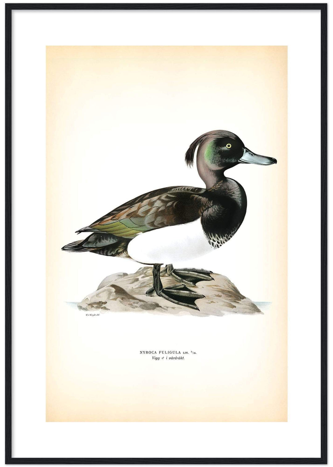 Fågeln Vigg på klassisk vintage poster/affisch