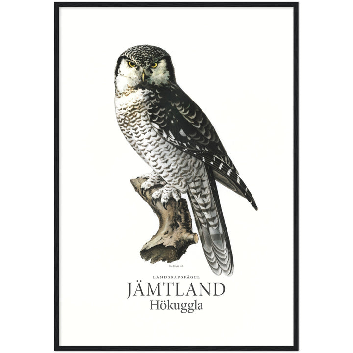 Jämtlands landskapsfågel, Hökuggla