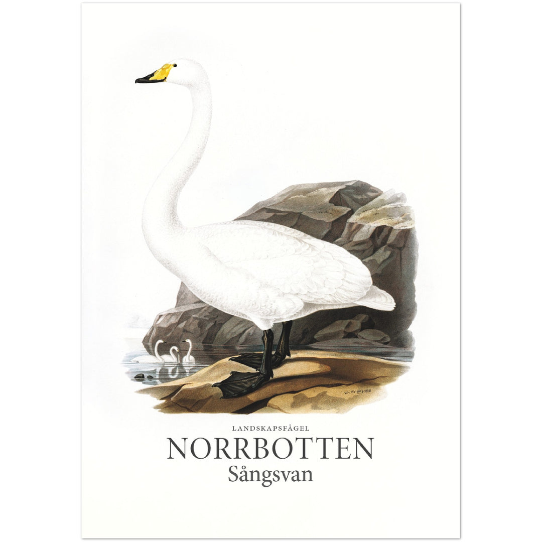 Norrbottens landskapsfågel, Sångsvan