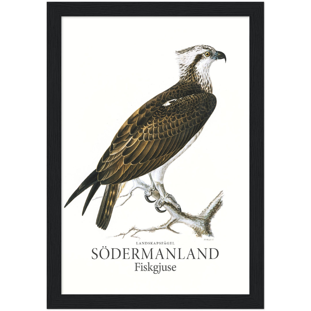 Södermanlands landskapsfågel, Fiskgjuse