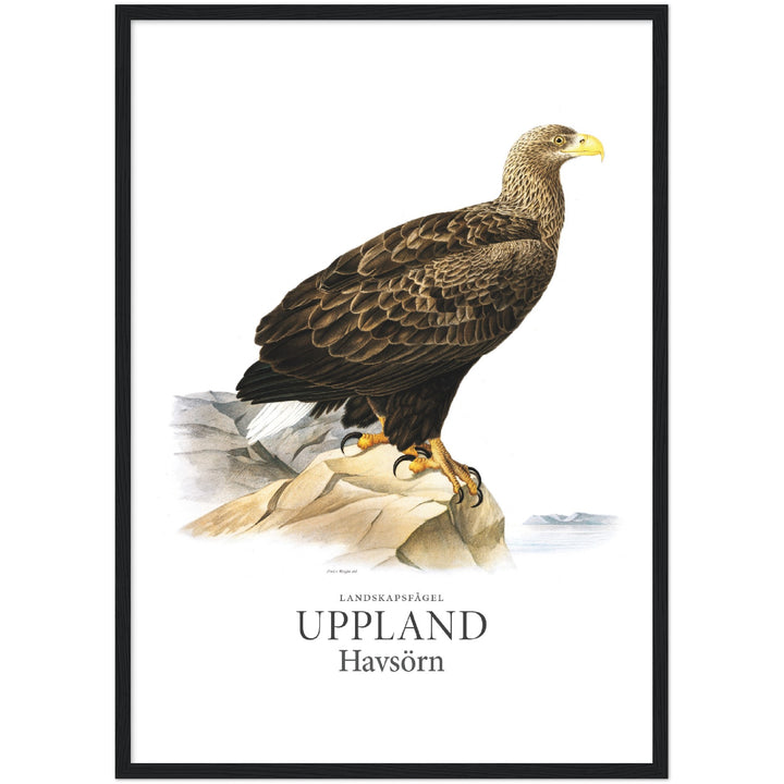 Upplands landskapsfågel, Havsörn