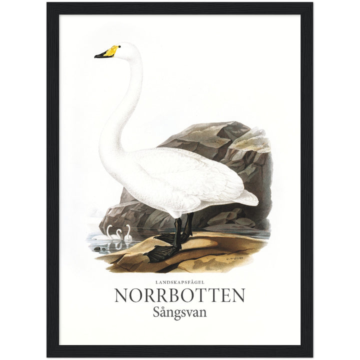 Norrbottens landskapsfågel, Sångsvan