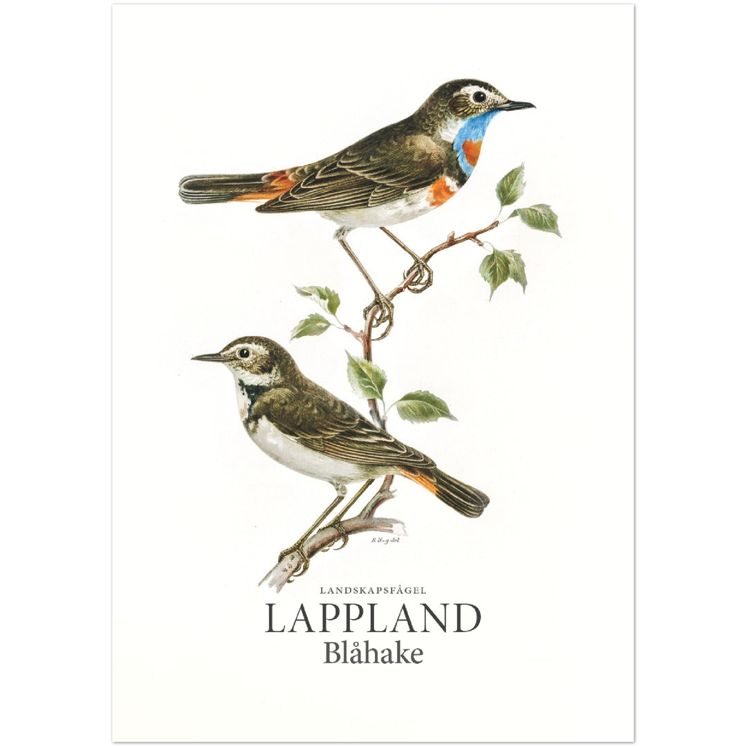 Lapplands landskapsfågel, Blåhake