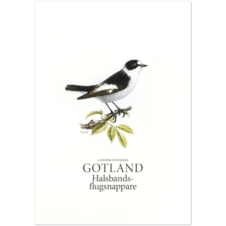 Gotlands landskapsfågel, Halsbandsflugsnappare