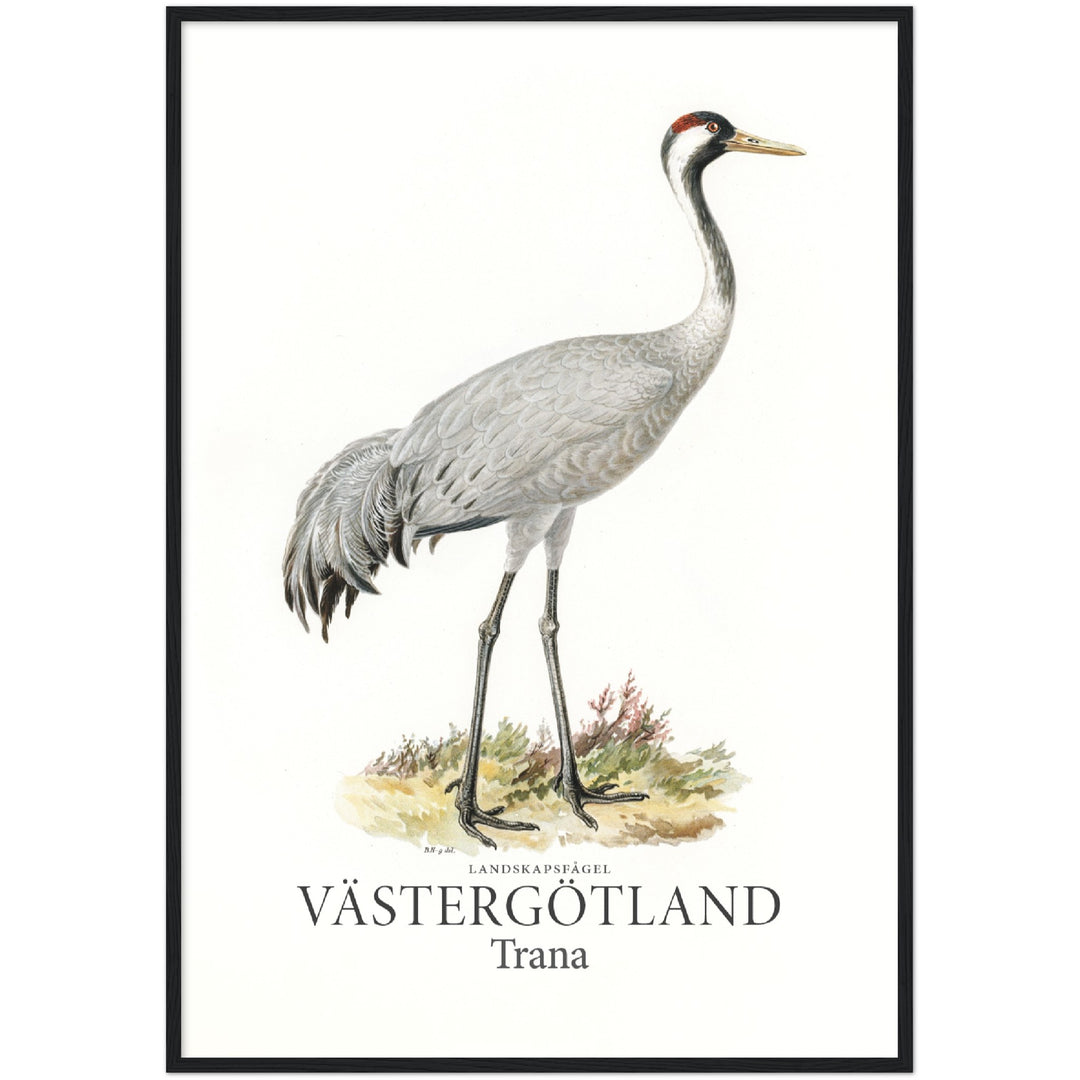 Västergötlands landskapsfågel, Trana