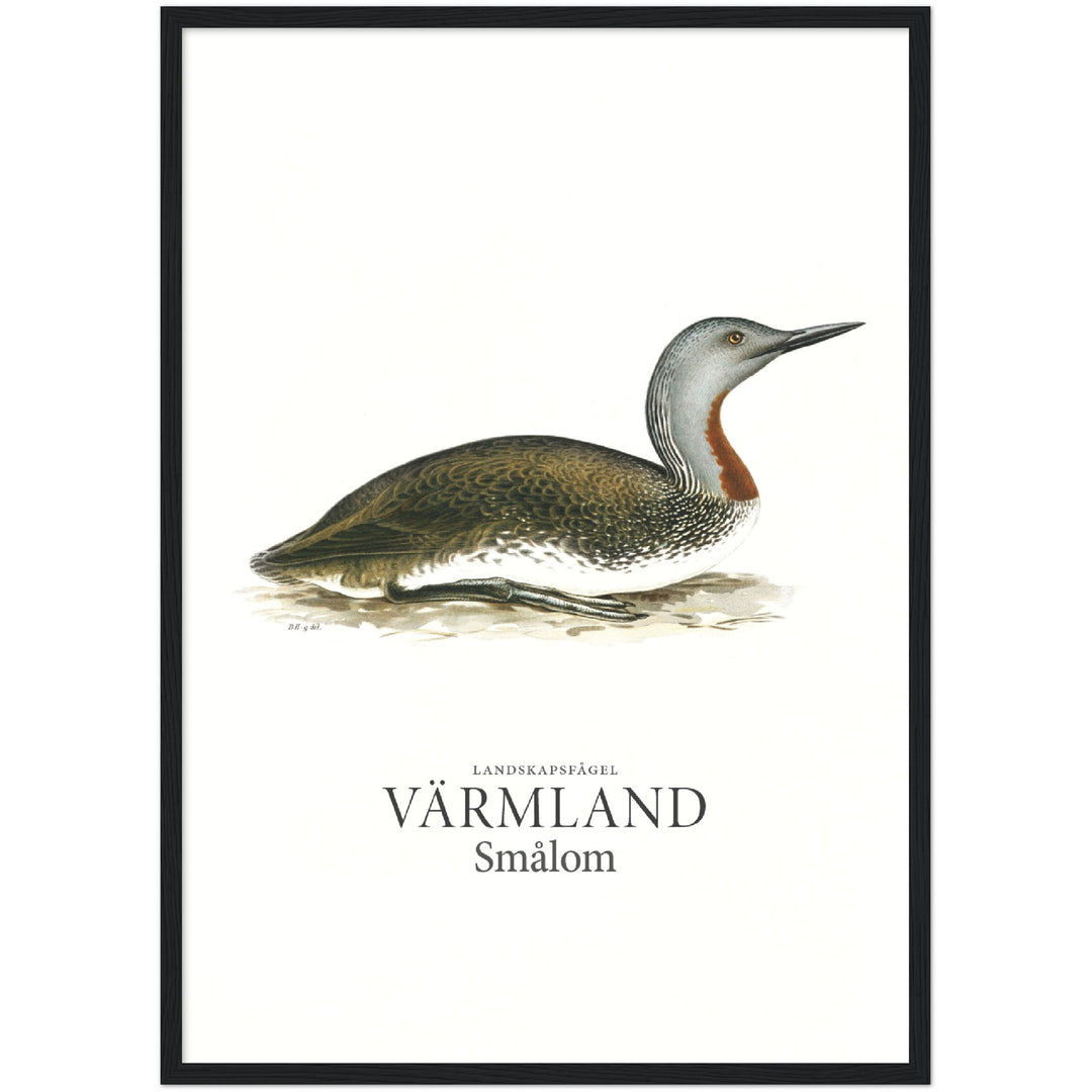 Värmlands landskapsfågel, Smålom