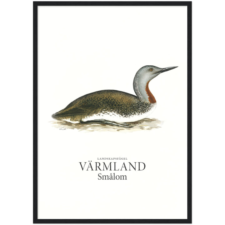 Värmlands landskapsfågel, Smålom