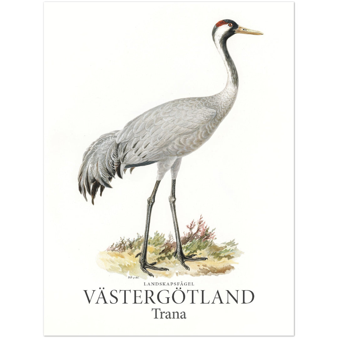 Västergötlands landskapsfågel, Trana