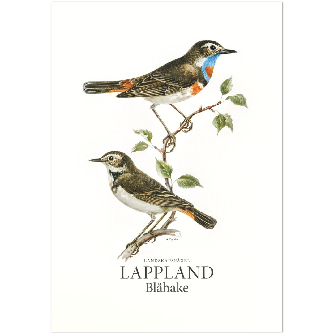 Lapplands landskapsfågel, Blåhake