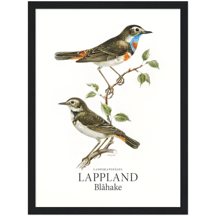 Lapplands landskapsfågel, Blåhake